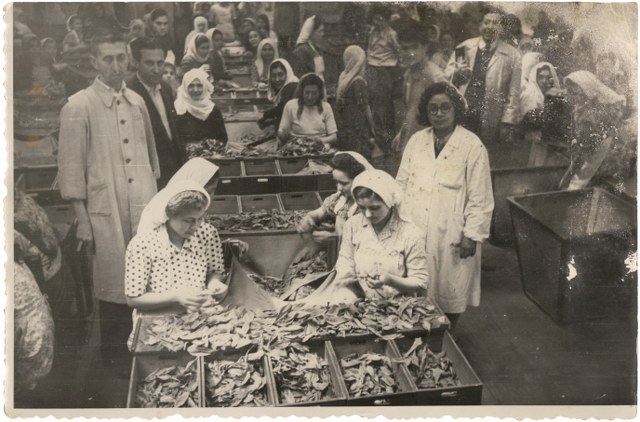 Samsun'un elinde ne tütün kaldı ne de fabrikası! Mazide kalan Samsun fotoğrafları