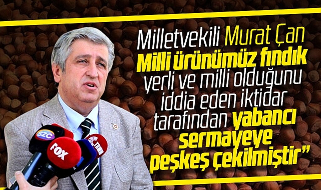 CHP Samsun Milletvekili Çan'dan fındık fiyatı tepkisii! Üretici yabancı sermayeye peşkeş çekildi