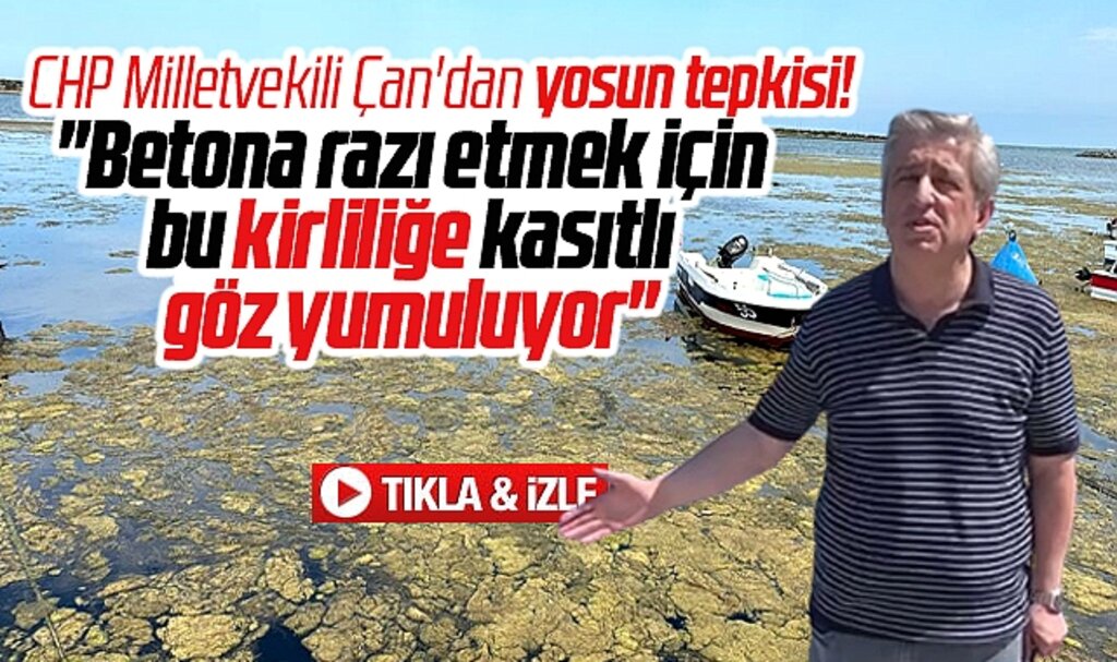 CHP Samsun Milletvekili Çan'dan yosun tepkisi! İmar rantı için göz yumuluyor